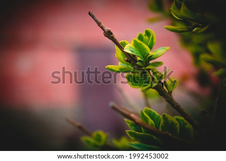 A branch with leaves on the background of a red wall