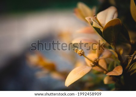 A plant on a blurry background