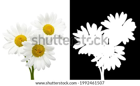Studio shot of white Camomile flowers isolated on a white background, alpha mask
