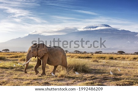 Adult elephant, Loxodonta Africana, walks through the grasslands of Ambosei National Park, Kenya, with a flock of cattle egrets. A snow covered Mount Kilimanjaro can be seen in the background. Royalty-Free Stock Photo #1992486209