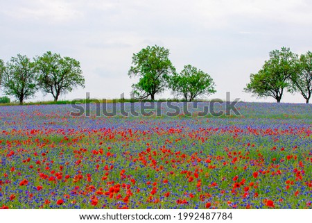 landscape with a field of red and blue flowers
