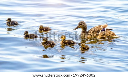 Wild duck with small ducklings swims on the water