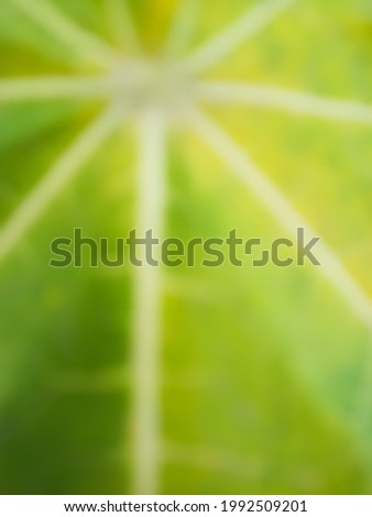 Defocused of abstract background of Green leaves nature