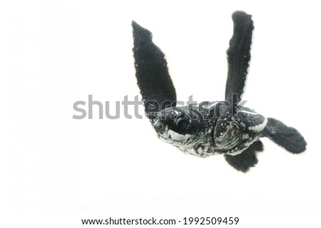A half day old hatchling leatherback turtle On white background 