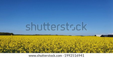 Beatiful picture of af filled with yellow flowers and a beatiful sky in the background  