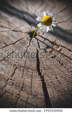 Chamomile in the middle of the stump