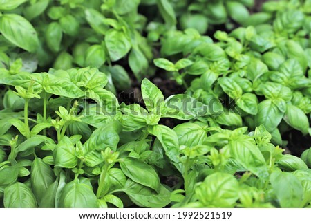 Close up of basil plantare - aromatic plant