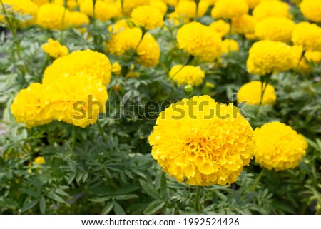 Bright spring flowers on the tree, stock photo