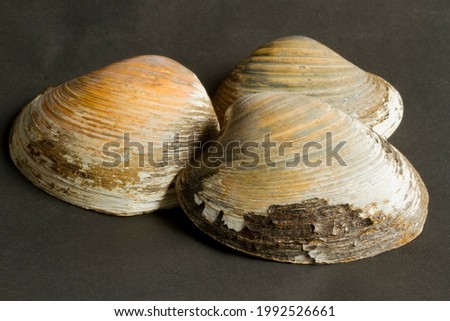 The Icelandic Cyprine is a robust bi-valve mollusc that lives buried in muddy sandy shorelines below the tide marks. It is considered one of the longest lived animals living for several centuries Royalty-Free Stock Photo #1992526661