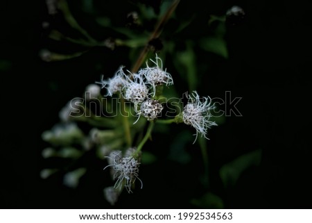 Close up Chromolaena odorata flower. Chromolaena odorata is a tropical and subtropical species of flowering shrub in the sunflower family.