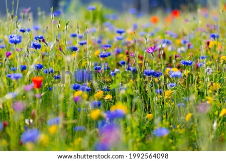 Spring and summer flower dots on a mixed wild meadow. Corn flowers (Cyanus segetum), green grass, red poppy (papaver rhoeas) growing in warm june evening sunlight of Sauerland Germany. Royalty-Free Stock Photo #1992564098