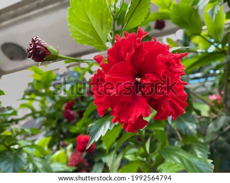 Red Peony flower blooming in my garden
