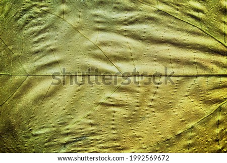 A top view of a green dried leaf macro picture as background