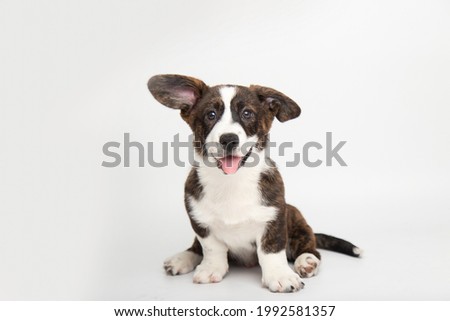 Welsh Corgi Cardigan cute fluffy dog puppy. funny animals on white background with copy space Royalty-Free Stock Photo #1992581357