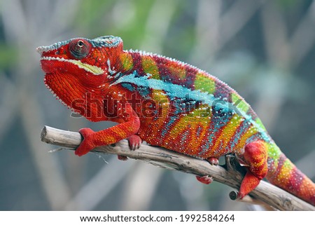 Chameleon panther ambilobe walking slowly on the branches, chameleon panther on branch, chameleon panther closeup
