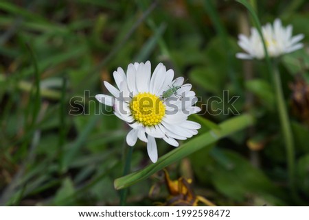                         beautiful daisies in the meadow   with insect    