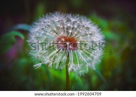 Dandelion on the background of green plants
