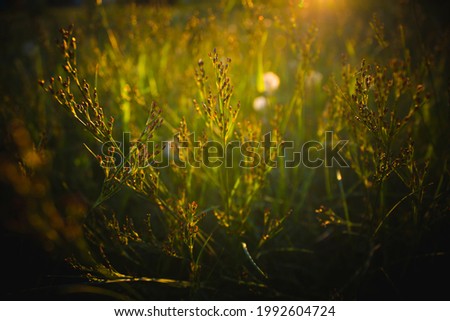 Sun rays on the grass in the park