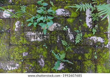 Dirty and mossy paving block textured and material for 3D rende