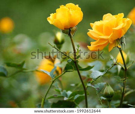 several yellow roses on the right in the garden with yellow roses. side view. bouquet
