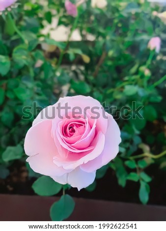 Pictures of pink rose is refreshing and beautiful.