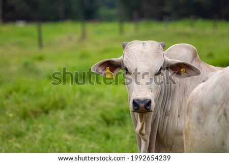 beautiful herd of bulls of the Nellore breed in the open-air pasture of a farm Royalty-Free Stock Photo #1992654239