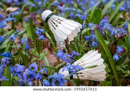 Two badminton white feather shuttlecocks close-up in spring blue scilla flowers lawn with blurred focus background. Play sports activity outdoors on fresh air.