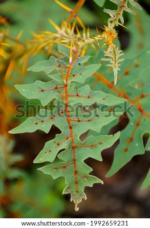 A unique shape leaf of Porcupine Tomato plant