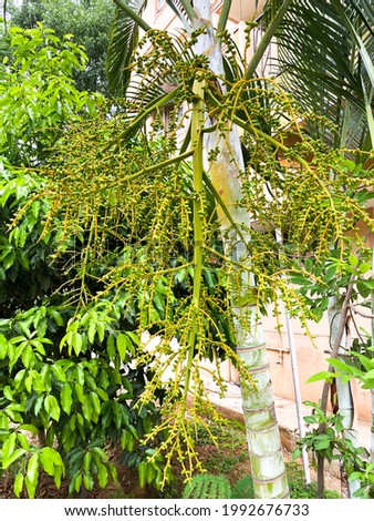 Areca Palm with fruit or seeds. background nature,Areca palm fruits on the tree looks beautiful.
