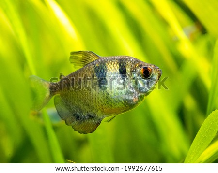 Black Skirt Tetra (Gymnocorymbus ternetzi) in a fish tank with blurred background