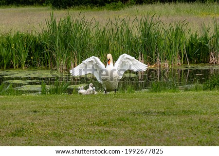 Graceful white swan mother with wide open wings protects her children  Royalty-Free Stock Photo #1992677825