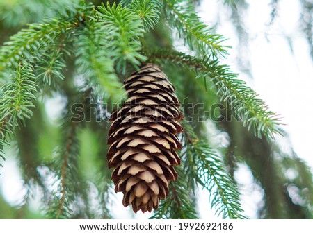 Spruce cone and spruce branches. scenery. Royalty-Free Stock Photo #1992692486