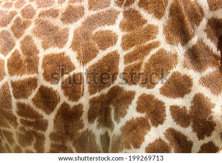 Genuine leather skin of giraffe with light and dark brown spots. Royalty-Free Stock Photo #199269713