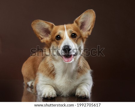 Portrait of a dog on a brown background. Smiling Corgi pembroke lies. Pet in the studio. For design