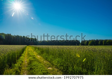 colorful road in the middle of a green field on a sunny day, under a blue sky with sunbeams, a forest is visible in the distance