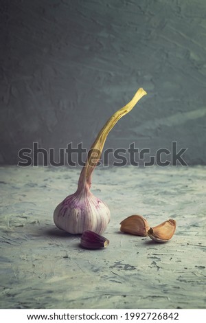 Garlic Cloves and Bulb . Garlic bulbs on llight concrete background. Fresh gralic cloves. Antiviral and medicinal garlic helps with colds and flu. Spicy cooking ingredient picture.  garlic head 