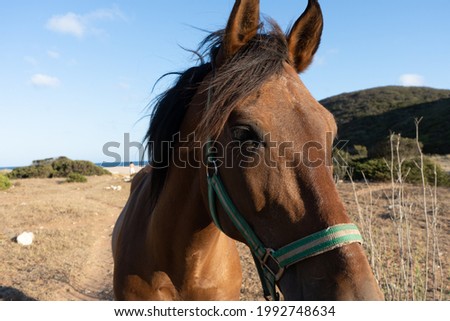 wild horse in full nature with the beach in the background, free animal