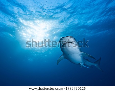 Face to face with a great tiger shark
