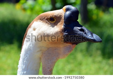 The African Goose in wild, is a breed of goose. The African goose breed most likely originated in China, despite the name.
