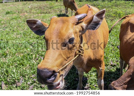 Close up of Balinese Cattle on field