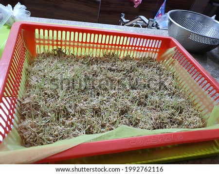 Growing barley sprouts grown at home