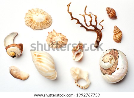  A range of various  carol, Babylon 
 Seashells and scallops shells shot on a white background shot with studio light, clean, neat. 