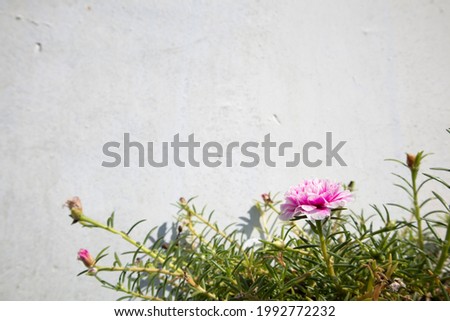 Photo graph of pink spring flower, summer flowers background with blank text space over on white, selective focus with blur.