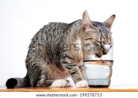 cute cat drinking water from glass Royalty-Free Stock Photo #199278713