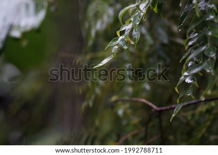Rain water on green leaves of neem plant                               