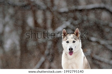 adorable husky with the tongue out looking to the camera, in a forest during winter, snowing day, with trees in the back, snow falling