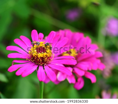Close up macro photo of bee on a beautiful pink gerbera daisy flower