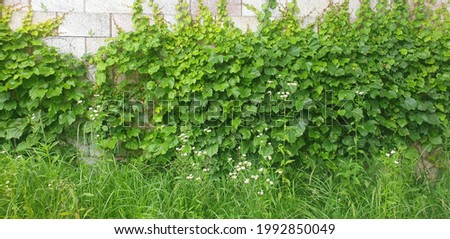 A nature-friendly background picture full of ivy. Green plant background. A refreshing Ivy detail photo.