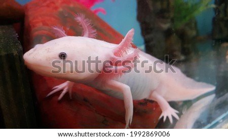 Selective focus view of pink albino axolotl in the adequate tank at local pet store or pet shop. Also known as salamander or Mexican walking fish. Widly exotic animals that can have as a pet. 