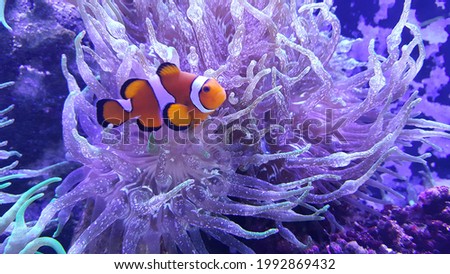 Selective focus view of the ocellaris clownfish (anemonefish) and anemone in the aquarium reef tank.  Royalty-Free Stock Photo #1992869432